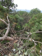 View from the Short-toed Eagle nest in the Zemplén Mountains / by József Serfőző