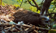 This chick has received a colour ring in the Pilis Hills / by Levente Kossuth