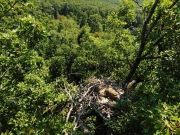 The nest from above / by Levente Kossuth