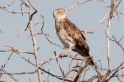 This Short-toed Eagle with an aluminium ring was photographed in Hungary in August, 2015 / by Nándor Seres