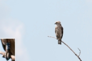 The picture has been taken this year at a distance of about 70 km from a place of the Short-toed Eagle's birth and ringing in 2014 / by Daniel Balla