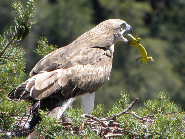 Short-toed Eagle. Bernard Joubert. 2009. Photo 13