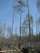 April 9th, 2008 : Marina Sidenko under the nesting tree of Short-toed Eagle. Photo by M. Galkina