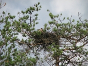 August 2nd, 2009 : feathered Hobby Falcon chicks in the old nest of Short-toed Eagle