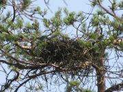 August 3rd, 2010 : the old nest is empty