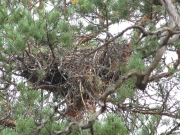 August 10th, 2010 : another nest found in 2010 by Viktor Belik at a distance of 160 m from the first one