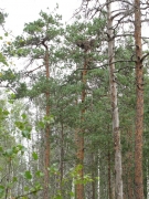 August 10th, 2010 : the nest is situated on a pine again at a height of 10 m above the ground