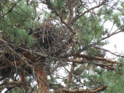 August 10th, 2010 : young Short-toed Eagle perching on a branch near the nest