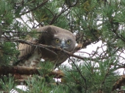 August 10th, 2010 : the juvenile doesn’t fly away – now it prefers just to keep it’s head down and watch