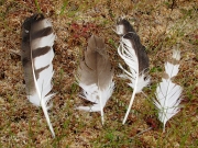 August 10th, 2010 : Short-toed Eagles’ moulted feathers found under the nest