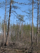 09.04.08 : Short-toed Eagles’ nest on a pine and the nesting biotope. Photo by Marina Sidenko