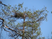 09.04.08 : The nest is situated typically – on a top of the tree and open from above. Photo by Marina Sidenko