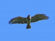 29.07.08 : Adult Short-toed Eagle disturbed near the nest. Photo by Dmitriy Nazarenko