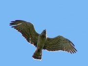 29.07.08 : Adult Short-toed Eagle disturbed near the nest. Photo by Dmitriy Nazarenko