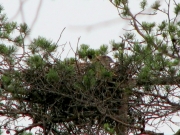09.08.08 : Young Short-toed Eagle before leaving the nest. Photo by Marina Sidenko