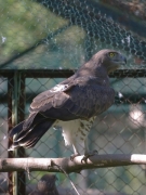 Short-toed Eagle (CIRCAETUS GALLICUS) / by SIDOROV S. 2006