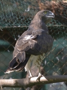 Short-toed Eagle (CIRCAETUS GALLICUS) / by SIDOROV S. 2006