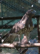 Short-toed Eagle (CIRCAETUS GALLICUS) / by SIDOROV S. 2006