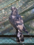 Short-toed Eagle (CIRCAETUS GALLICUS) / by SIDOROV S. 2006