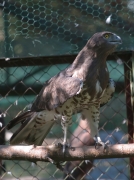 Short-toed Eagle (CIRCAETUS GALLICUS) / by SIDOROV S. 2006