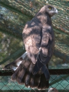 Short-toed Eagle (CIRCAETUS GALLICUS) / by SIDOROV S. 2006