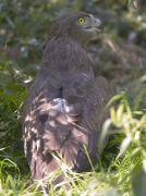 Short-toed Eagle (CIRCAETUS GALLICUS) / by SIDOROV S. 2006