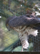 Short-toed Eagle (CIRCAETUS GALLICUS) / by SIDOROV S. 2006