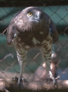 Short-toed Eagle (CIRCAETUS GALLICUS) / by SIDOROV S. 2006
