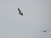 19.07.11 : a pair of Short-toed Eagles at a region of the breeding site discovered afterwards / by A. Skeeter