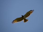 01.07.12 : judging by the plumage, the same male Short-toed Eagle at the same place flying with prey in his beak / by A. Skeeter
