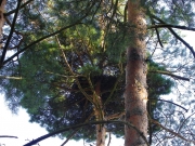 02.08 : the nest had been built in the
