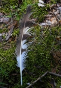 06.07.14 : the old tail feather found under a perch, a high pine, at a distance of about 200 m from the nest, in direct sight of it / by A. Skeeter