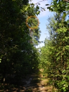 02.08 : the witch's broom with the nest is situated above a forest path; once Artem found a live Viper (Vipera berus) right on the path about 100 m from the nesting tree / by A. Skeeter