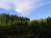 02.08 : a sight to the nesting tree from the ground under adult Short-toed Eagles' perches / by A. Skeeter