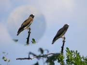 09.08 : the juvenile Short-toed Eagle is already perching on the dead top of an oak at a distance of 100 m from the nest / by A. Skeeter