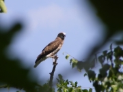 09.08 : often its beak is open for thermoregulation / by A. Skeeter