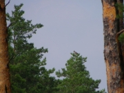 09.08 : the adult Short-toed Eagle with a snake looks around trying to find the young one; it is not a simple task as the juvenile yet not flies well and may be roosting anywhere / by A. Skeeter