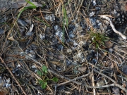 09.09 : remains of the Short-toed Eagles' pellets found under one of their perches / by K. Pismennyi