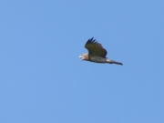 09.09 : the juvenile is loudly crying in flight; it has seen one of its parents approaching with prey / by K. Pismennyi