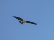 09.09 : as it turn out, it was the male; he is soaring and move upwards after quick giving a snake to the young / by K. Pismennyi