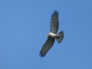 09.09 : a typically coloured Short-toed Eagle male / by K. Pismennyi