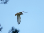 09.09 : the juvenile got prey at the nest and now has left it too; the snake is in the eagle's crop / by K. Pismennyi