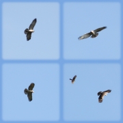 09.09 : the young eagle continued to loudly cry until it has attracted attention of a Sparrow Hawk (Accipiter nisus) / by A. Simon