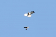 09.09 : the juvenile Short-toed Eagle tries to not lose sight of its pursuer / by A. Simon