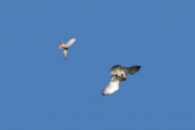 09.09 : it is difficult to find more efficient trainer in our avifauna / by V. Moroz