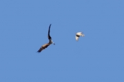 09.09 : such the maneuver has yet not been worked at / by V. Moroz