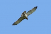 09.09 : the back edge of the wings is almost ideal and replicate the front one; this is a sign of all juveniles / by V. Moroz
