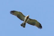09.09 : it looks like the young Short-toed Eagle absolutely disregards observers / by V. Moroz