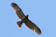 09.09 : as usual, tips of some the primaries are a bit damaged, probably, because of regular flapping wings on pine branches / by A. Simon