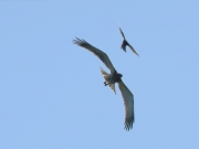 09.09 : while the juvenile is maneuvering its plumage is under high loading / by K. Pismennyi